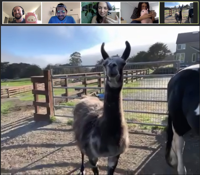 Screenshot of Zoom Trivia with Paco the Llama
