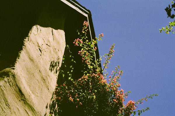 Flowers near building