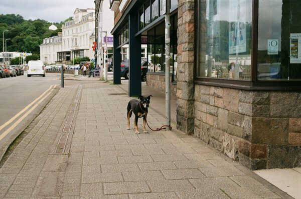 Dog on street