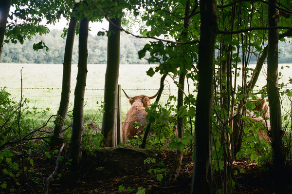 Highland Coo