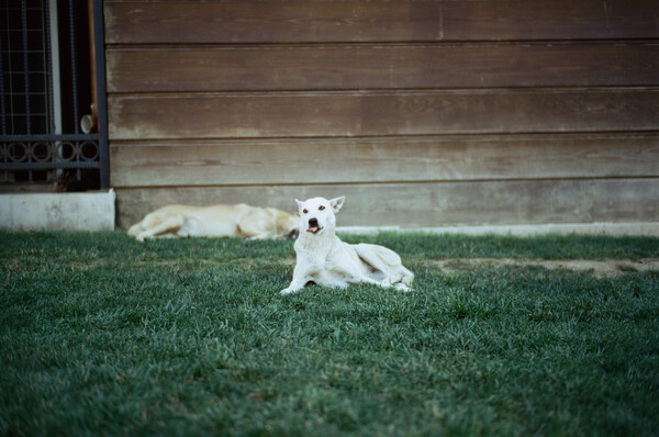 Street dog