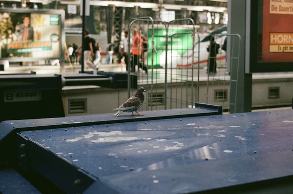 Frankfurt station pigeon